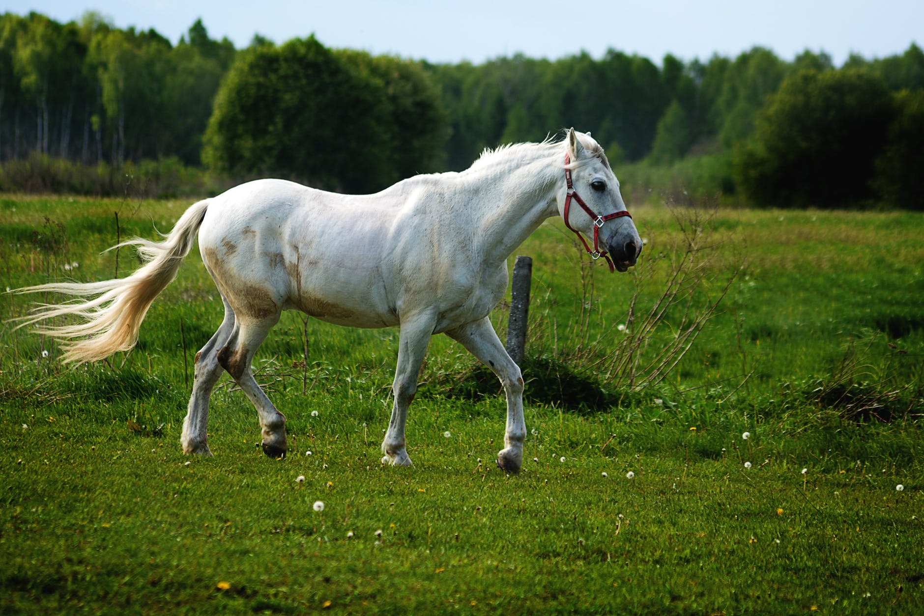agriculture animal close up countryside